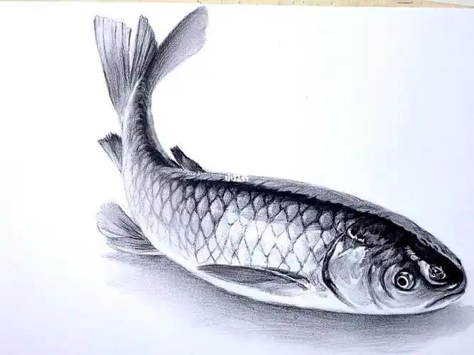 素描动物  #绘画  #绘画教程  #绘画过程  #画画  #零基础学画画  #鱼