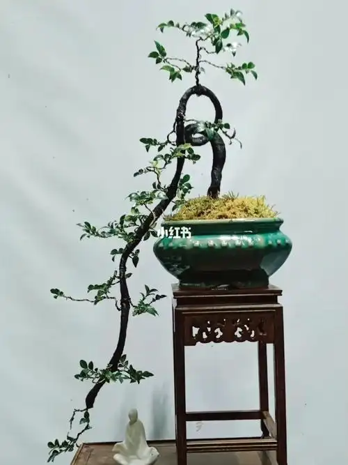 黑骨茶盆景黑骨香盆景