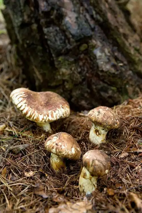 不是所有蘑菇都配叫菌子中国野生菌不完全指南
