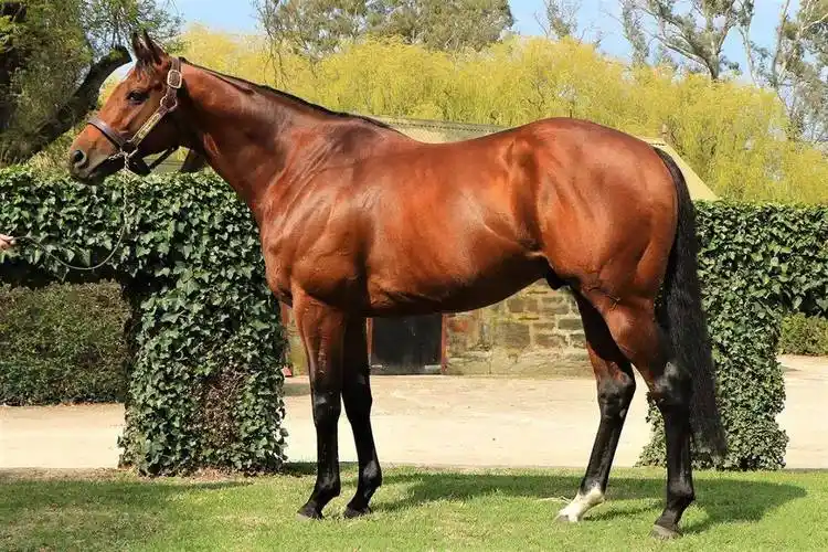 原创全年配种不停歇南半球10匹大受欢迎的67穿梭种公马