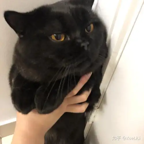 请问我家黑英短纯吗? - 知乎