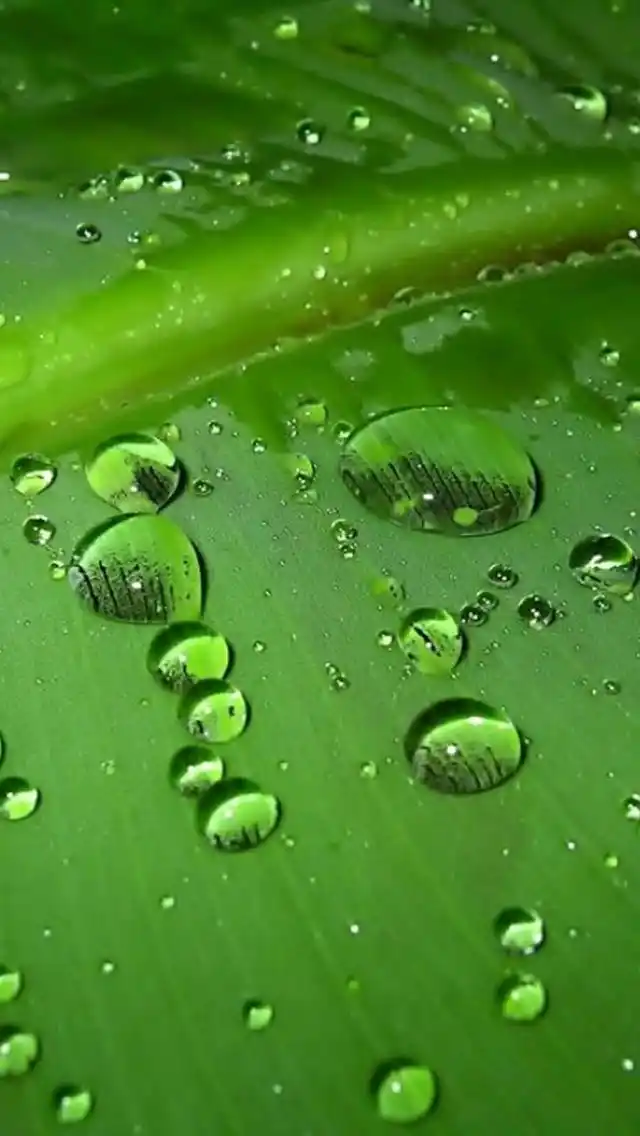 这款清新绿色护眼手机壁纸中,是一款嫩绿色唯美植物,翠绿的背景中是一