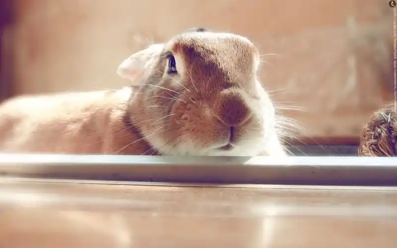 萌兔子"史大力"图片壁纸(23/32)