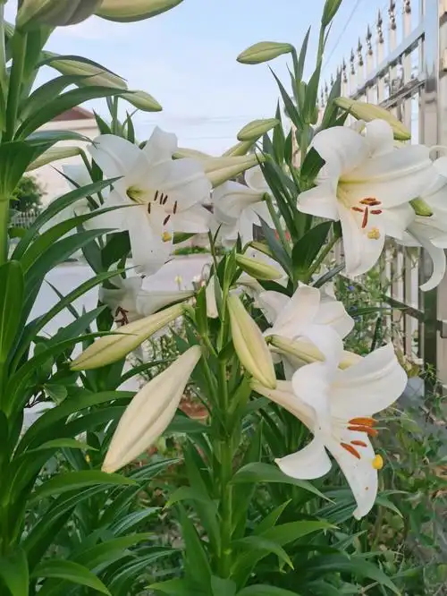 百合里面的开花小能手