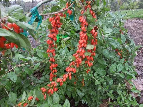 枸杞图片 枸杞野菜图片[2/10]_图片大全_美桌网