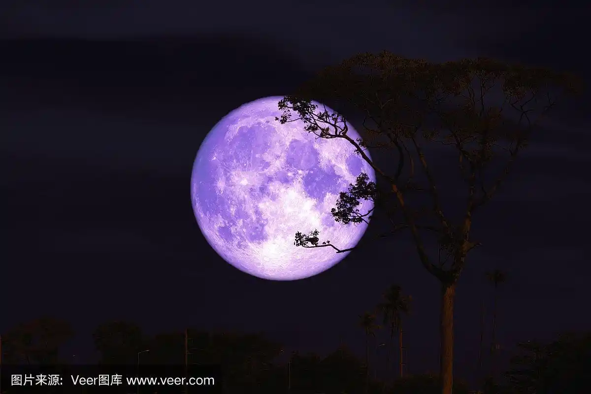 紫色的巴克月亮在夜晚,红色的天空背后的剪影树