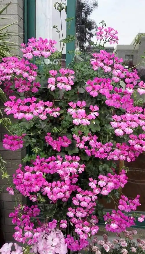 天竺葵"龙卷风"—优秀的垂吊盆栽花,阳台养一棵,四季都有花看