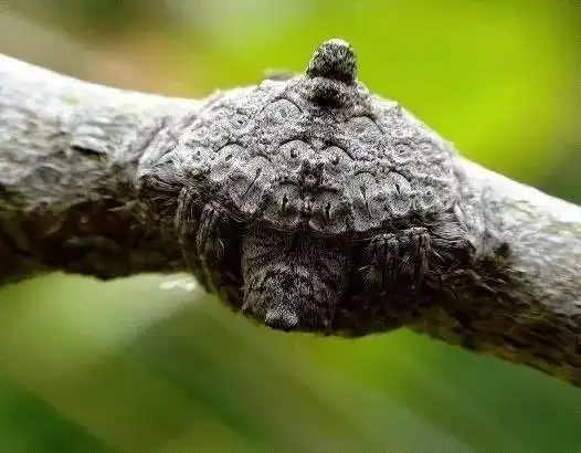 动物世界的伪装高手