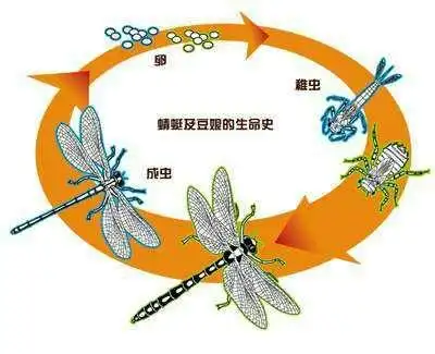 卵→若虫(水虿)→成虫(蜻蜓)