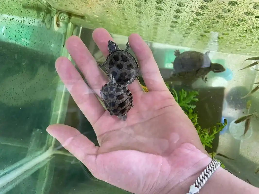 历经两个月的成长,终于长到了我喜欢的样子#麝香龟 #养龟日常 - 抖音