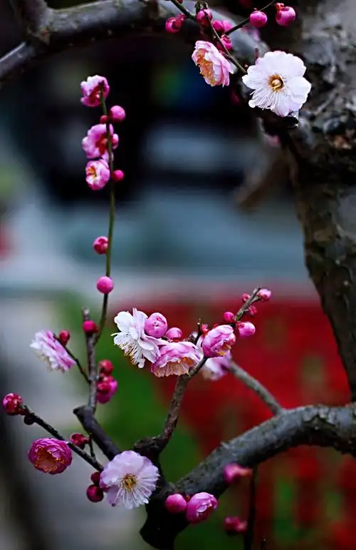 《七绝冬雪梅花诗》