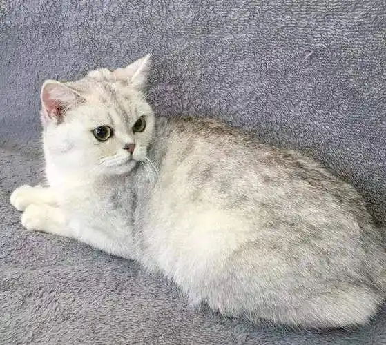 英短纯白猫多少钱一只(银渐层的价格) - 嗨哟百科网