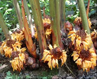 草果- 文山三七网