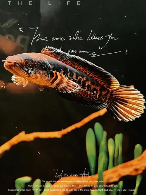 小雷龙又长胖了黄金眼镜蛇雷龙