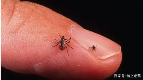 图为雌性蜱虫和其幼虫.