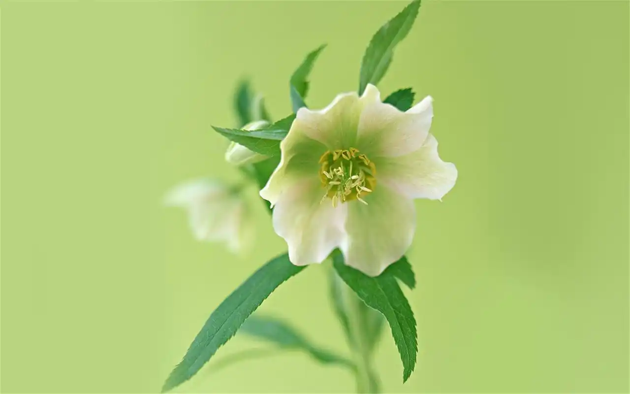 清新花朵唯美高清电脑桌面壁纸