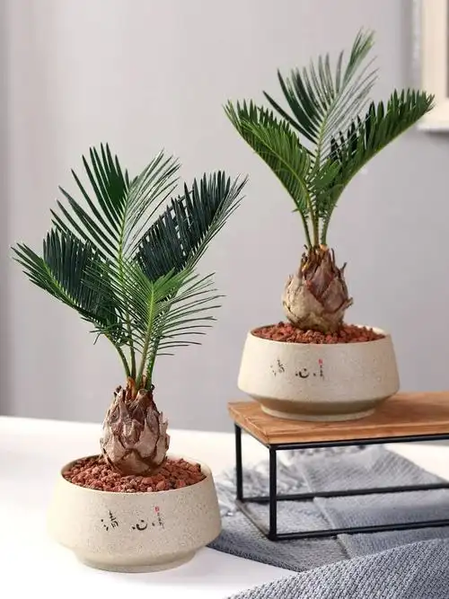 批发铁树苗小铁树大铁树庭院室内花卉铁树盆景小苏铁铁树四季常青