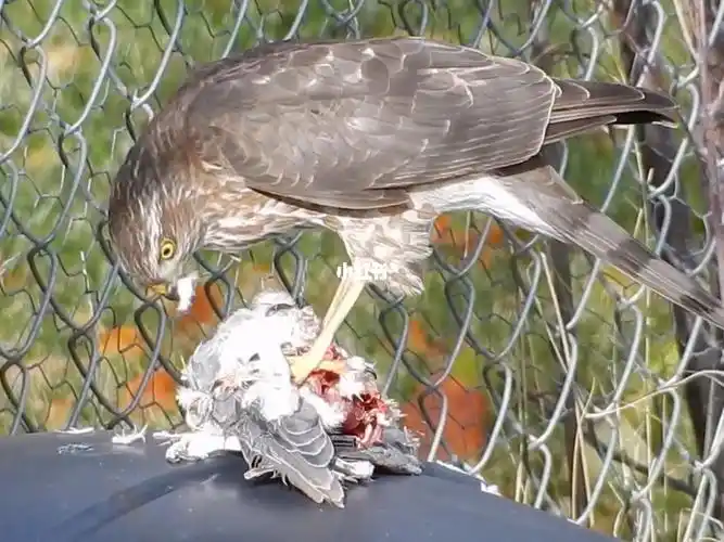 雀鹰捕获一只鸽子在垃圾桶上拔毛进食