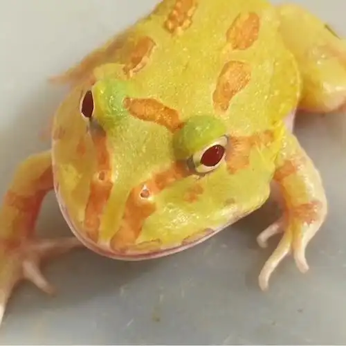 角蛙黄金角蛙绿角蛙老爷树蛙绿树蛙牛蛙非洲牛蛙活体蛙原色蛙草莓