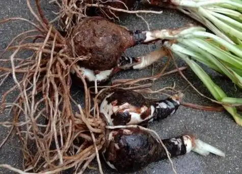 彼岸花根长在阴暗潮湿的山坡,溪沟边,也有在庭院栽培的,它的适应能力