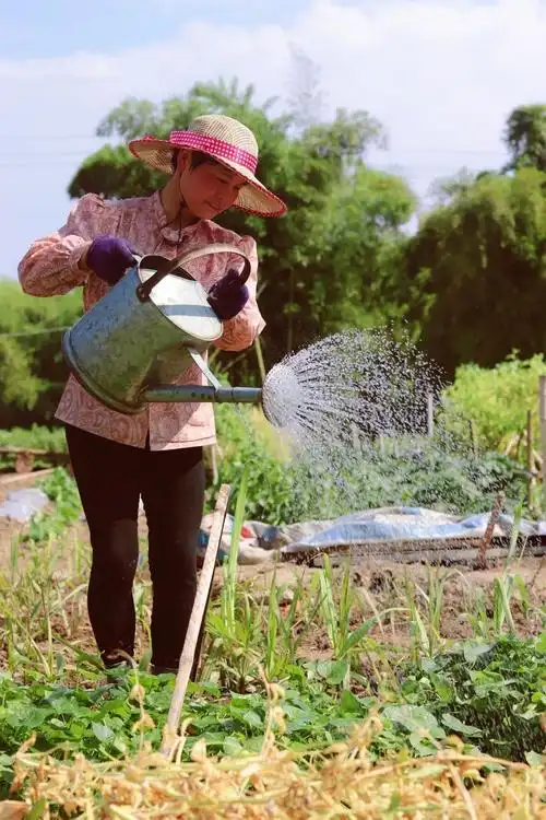 我眼中的妈妈是最勤劳的种菜女神.