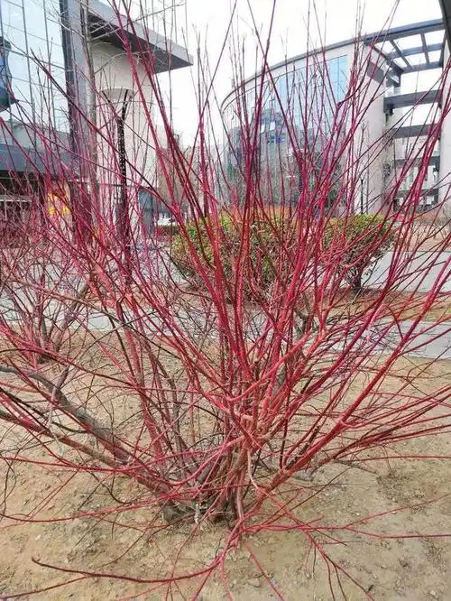 春天 红瑞木绿了