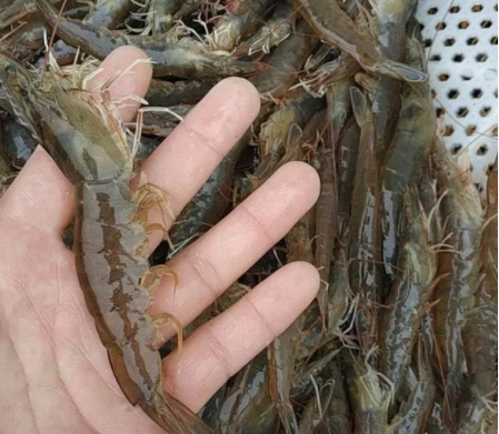"人工虾"和"野生虾",这3点大不一样,学会就能快速分辨!