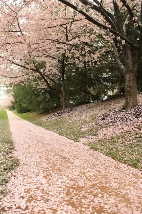 11张让人想哭的樱花雨美图