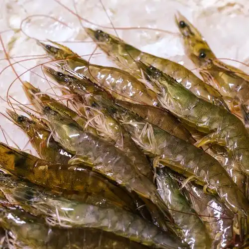 【吃渔趣】鲜捞急速活冻白虾/800g/盒