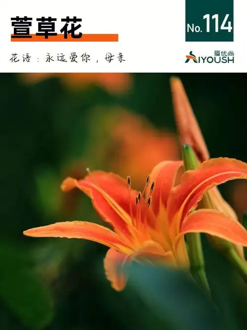 萱草花中国母亲花