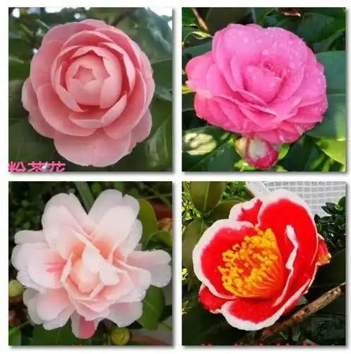 从上到下,从左到右依次:飘柔粉茶花,七仙女茶花,乔伊茶花,龙吐珠