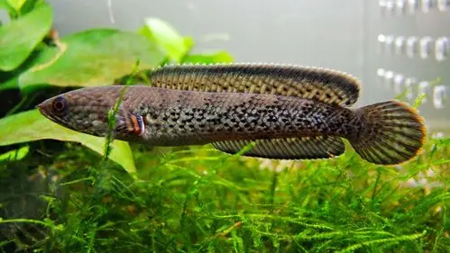 蓝宝石雷龙成长历程 - 雷龙斗鱼 - cta南美水族