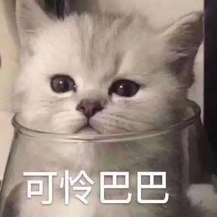 可怜巴巴(猫咪)_猫咪_可怜巴巴表情