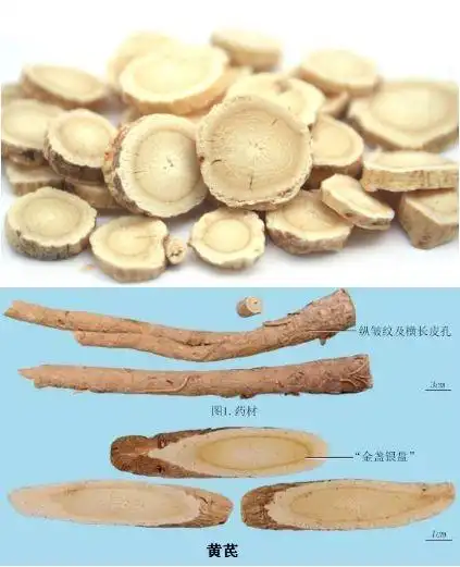百草堂王大夫讲中药系列之黄芪