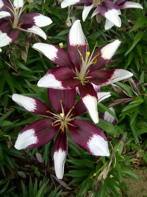 百合花----高雅纯洁,百年好合的象征