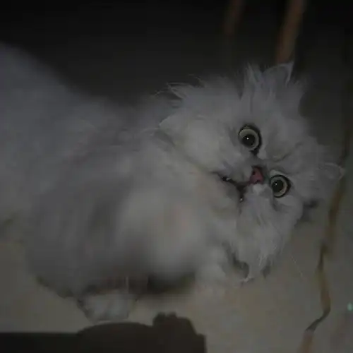 金吉拉是不是都看着超凶的