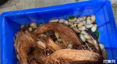 竹虫养殖:一斤能卖70元,养一个月就能上市