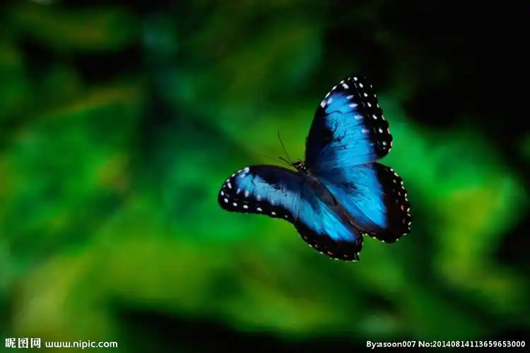 蝴蝶摄影图__昆虫_生物世界_摄影图库_昵图网nipic.com