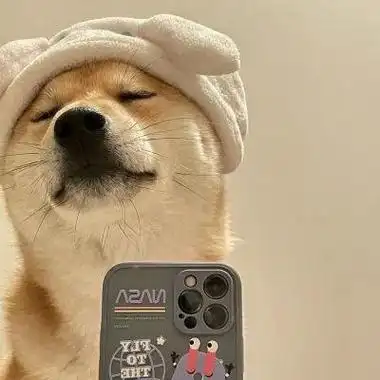 柴犬头像高清头像图片