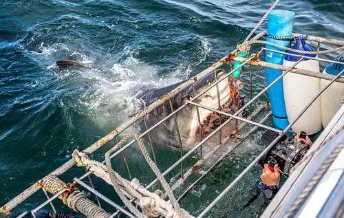 惊险!摄影师 "贴面"拍摄南非大白鲨(组图)