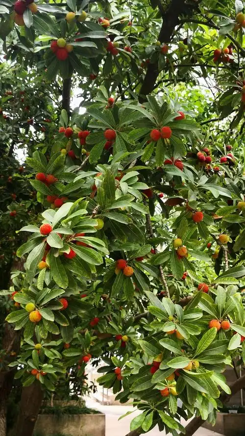 果实累累杨梅树