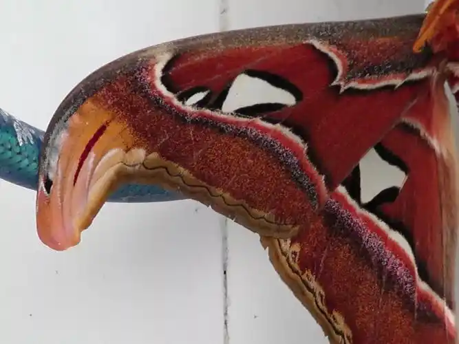 梅州惊现神奇的巨型蝴蝶样子长着蛇头你见过吗