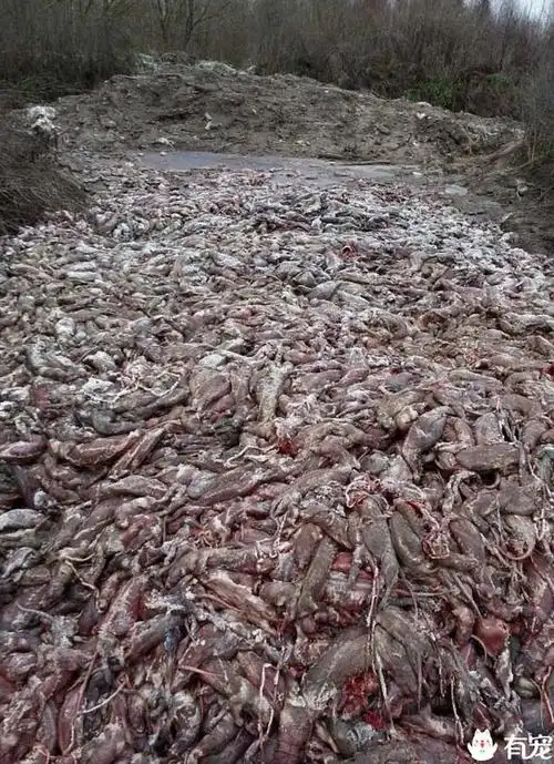 腐烂发臭的尸体堆成山英媒揭露俄罗斯毛皮行业最