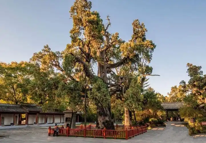 如今,中华人文初祖黄帝陵柏树郁郁葱葱,也说明