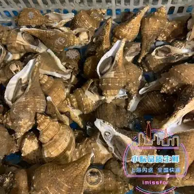 上海鲜活角螺海鲜特大水产生活鲜大海螺香螺花螺500g贝类制品
