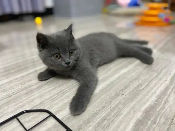 3个月大的小蓝猫尿血治疗日记一