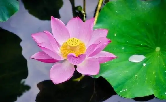 荷花什么时候开花花期一般在6月到9月七八月盛开最美