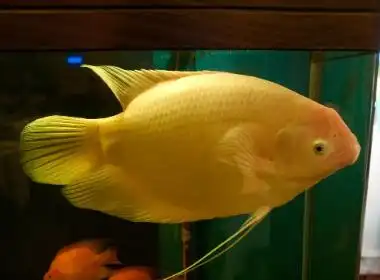 新手该如何更好的喂养招财鱼呢?