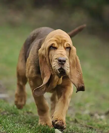 英国皇家血统猎犬在中国繁衍生息数百年成就一代中华名犬