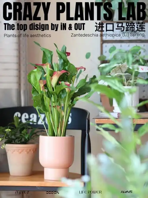 阳台花卉进口马蹄莲的养殖大全来啦